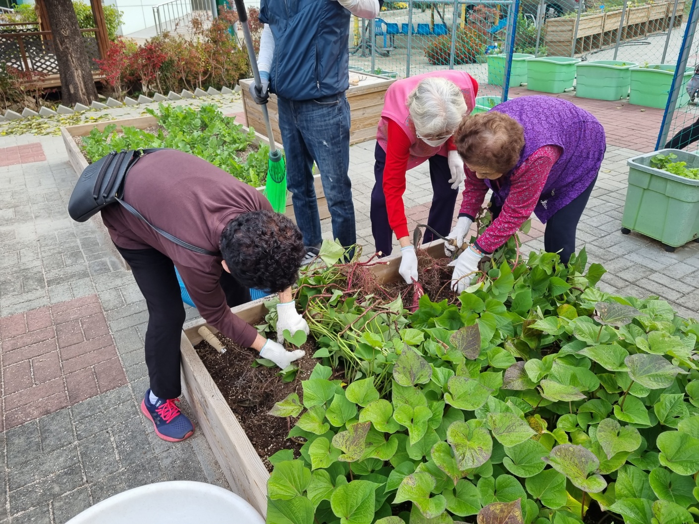 23/11 섭리의집과 함께한 가을, 치유텃밭 고구마 수확!